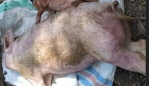 SBD Tempati Urutan Lima Daftar Daerah dengan Jumlah Babi Mati Terbanyak Akibat ASF