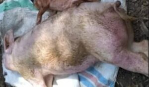 Sempat Memuncak dan Buat Panik Peternak Babi Trend Wabah ASF di SBD Kini Berangsur Turun