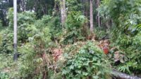 Terganggunya Jaringan Listrik di Kawasan Hutan Watukanggorok Ternyata Karena Ulah Penebang Liar