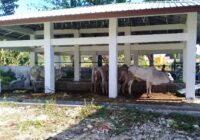 Ternyata Dirut PT Bumi Indah Penyumbang Setia yang Tiap Tahun Rutin Siapkan 4 Ekor Sapi untuk Hewan Kurban