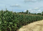 Prediksi Tahun ini Hasil Panen Jagung di Desa Mangganipi Meningkat