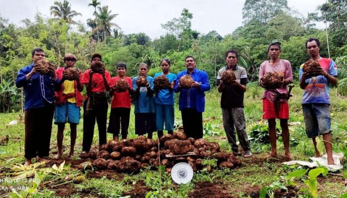 Motivasi Petani Porang di Wewewa Barat Ketua Fraksi PAN DPRD SBD Ikut Panen Perdana