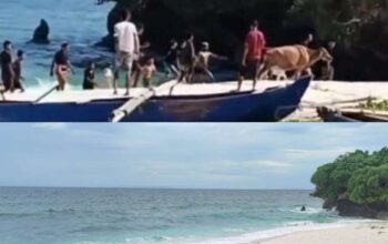 Tak Juga Jera, Penyelundupan Ternak dari NTB ke SBD Terus Berlangsung