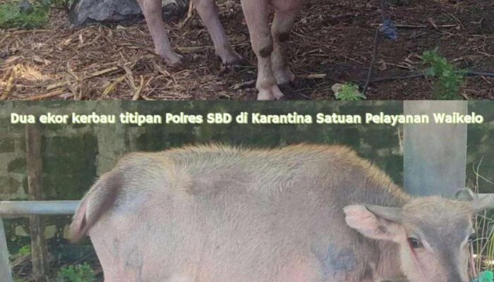 Polres SBD Minta Tunda Pemusnahan Dua Kerbau Titipan di Karantina SatPel Waikelo