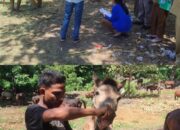 Gelombang Pertama Pengiriman Kuota Tahun 2026 Dimulai, 95 Ekor Kuda Jalani Pemeriksaan di Karantina SatPel Waikelo