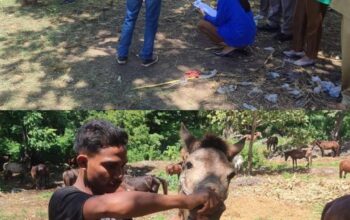 Gelombang Pertama Pengiriman Kuota Tahun 2026 Dimulai, 95 Ekor Kuda Jalani Pemeriksaan di Karantina SatPel Waikelo