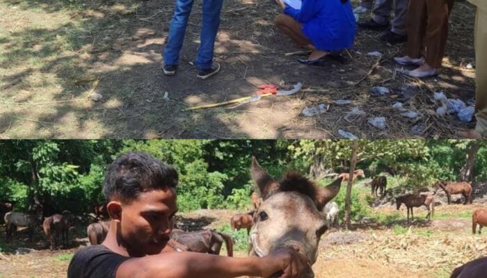 Gelombang Pertama Pengiriman Kuota Tahun 2026 Dimulai, 95 Ekor Kuda Jalani Pemeriksaan di Karantina SatPel Waikelo