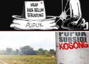 Petani di Kecamatan Kodi dan Kecamatan Kodi Utara Mengeluh Sulit Peroleh Pupuk NPK Bersubsidi