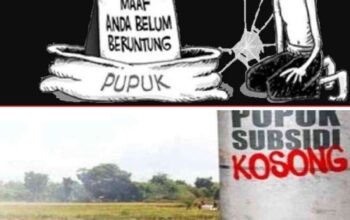 Petani di Kecamatan Kodi dan Kecamatan Kodi Utara Mengeluh Sulit Peroleh Pupuk NPK Bersubsidi
