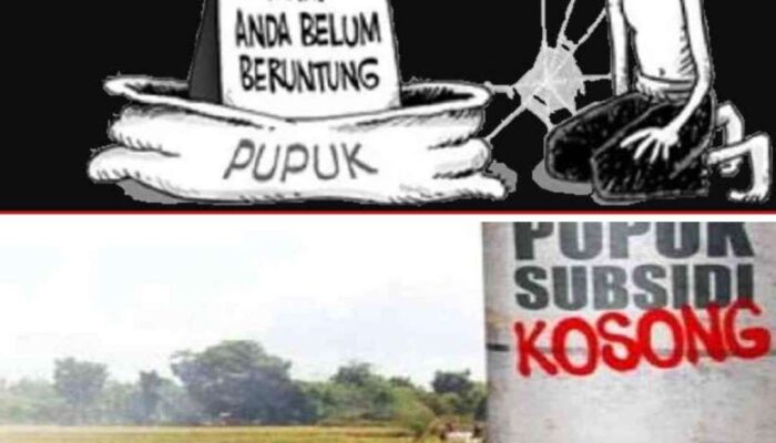 Petani di Kecamatan Kodi dan Kecamatan Kodi Utara Mengeluh Sulit Peroleh Pupuk NPK Bersubsidi