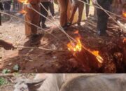 Kerbau Selundupan Asal NTB Dimusnahkan, Bupati Minta Seluruh Warga SBD Berperan Aktif Awasi Kejahatan Penyelundupan Ternak