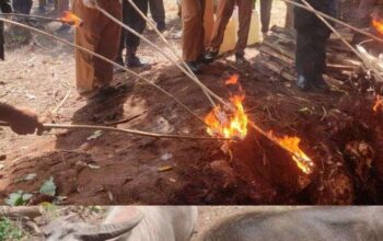 Kerbau Selundupan Asal NTB Dimusnahkan, Bupati Minta Seluruh Warga SBD Berperan Aktif Awasi Kejahatan Penyelundupan Ternak