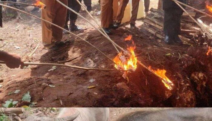 Kerbau Selundupan Asal NTB Dimusnahkan, Bupati Minta Seluruh Warga SBD Berperan Aktif Awasi Kejahatan Penyelundupan Ternak