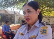 Warga Masih Trauma ASF, Karantina SatPel Waikelo Tanggapi Rencana Pemasukan Babi dari Luar Pulau