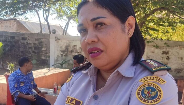 Warga Masih Trauma ASF, Karantina SatPel Waikelo Tanggapi Rencana Pemasukan Babi dari Luar Pulau