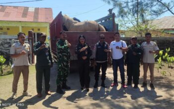 134 Ekor Kuda Asal Sumba Tengah Dikirim ke Jeneponto, Karantina SatPel Waikelo Pastikan Seluruh Persyaratan Lengkap