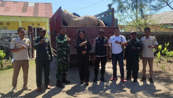 134 Ekor Kuda Asal Sumba Tengah Dikirim ke Jeneponto, Karantina SatPel Waikelo Pastikan Seluruh Persyaratan Lengkap