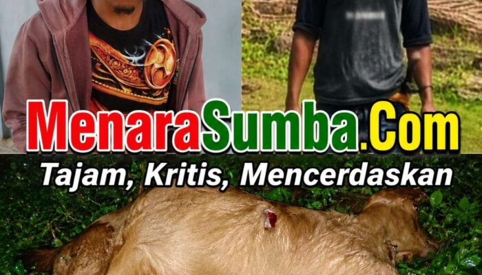 Kasus Penyerangan dan Perusakan Rumah di Wewewa Selatan Naik ke Tahap Penyidikan, Polisi Segera Tetapkan Tersangka