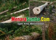 Pohon Milik Janda Lansia di Desa Pero Ditebang Tanpa Izin, Yohanes Bili Bulu Diadukan ke Polisi