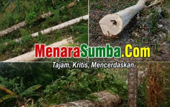 Pohon Milik Janda Lansia di Desa Pero Ditebang Tanpa Izin, Yohanes Bili Bulu Diadukan ke Polisi