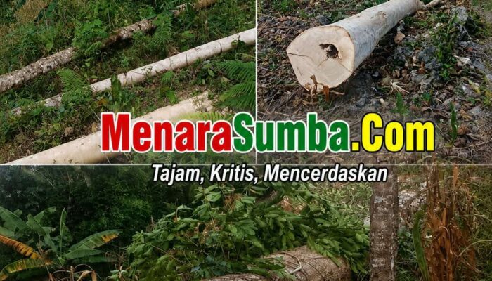 Pohon Milik Janda Lansia di Desa Pero Ditebang Tanpa Izin, Yohanes Bili Bulu Diadukan ke Polisi