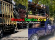 Satpol PP Sumba Timur Cegah Babi Berizin Sumba Timur Dibawa ke SBD