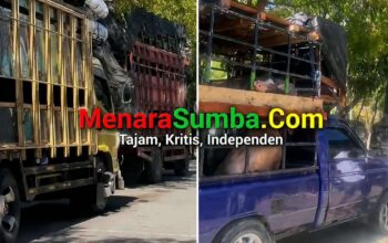 Satpol PP Sumba Timur Cegah Babi Berizin Sumba Timur Dibawa ke SBD