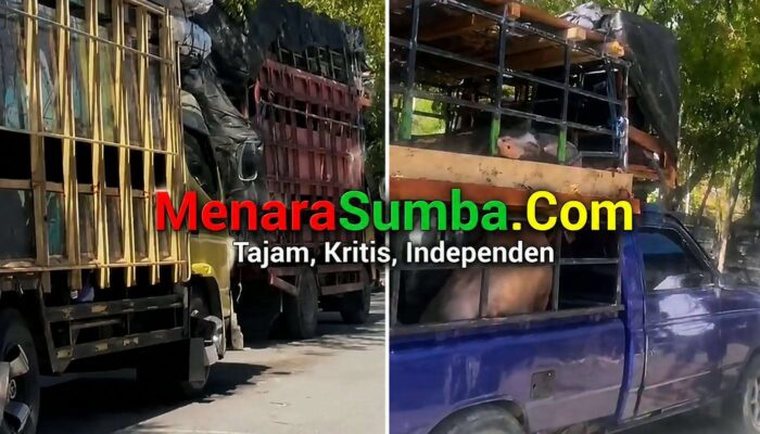 Satpol PP Sumba Timur Cegah Babi Berizin Sumba Timur Dibawa ke SBD