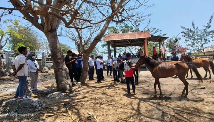 Permintaan Meningkat, Kuota Kuda SBD ke Jeneponto Ditambah 100 Ekor