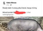 Virus Kembali Mewabah, Bisnis Babi Miring Justru Marak di Dunia Maya