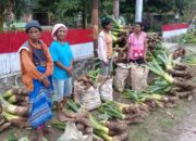 Ketika Batang Keladi jadi Tumpuan para Ibu Wee Baghe Kais Rupiah untuk Biaya Hidup dan Uang Sekolah Anak