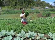 Geliat Tak Kenal Lelah Petani Wee Maro, Rawat Asa Berkebun yang Hampir Pupus Digempur Belalang