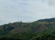 Karena Dibabat Membabi Buta Luas Hutan di Sumba dalam Kondisi Sangat Menguatirkan
