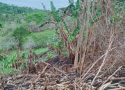 Musim Hujan Tiba Warga Wee Kurra Diminta Tenang Tanpa Kepastian Atas Laporan Penyerobotan Lahan yang Sudah Dilayangkan ke Forkompinda