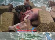 Warga SBD Geger, Bangkai Kerbau Mengapung di Pelabuhan Waikelo Diduga Perahu Penyelundup Ternak Karam