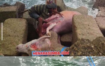 Warga SBD Geger, Bangkai Kerbau Mengapung di Pelabuhan Waikelo Diduga Perahu Penyelundup Ternak Karam