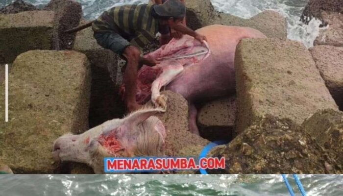 Warga SBD Geger, Bangkai Kerbau Mengapung di Pelabuhan Waikelo Diduga Perahu Penyelundup Ternak Karam