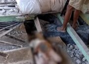 Dampak Gempa M7,7 di Flores, 38 Orang Meninggal dan 2.000 Warga Mengungsi
